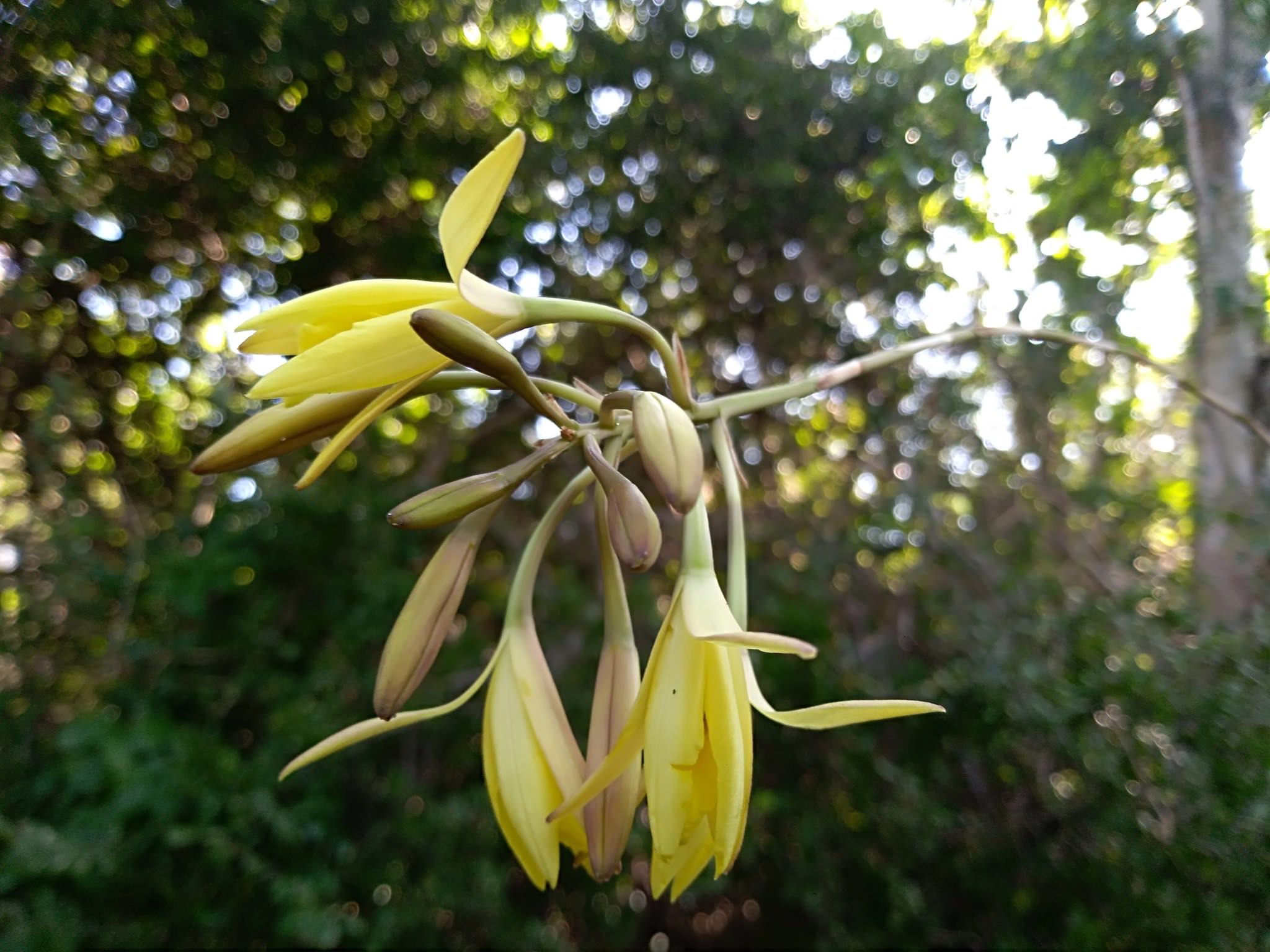 Laelia aurea